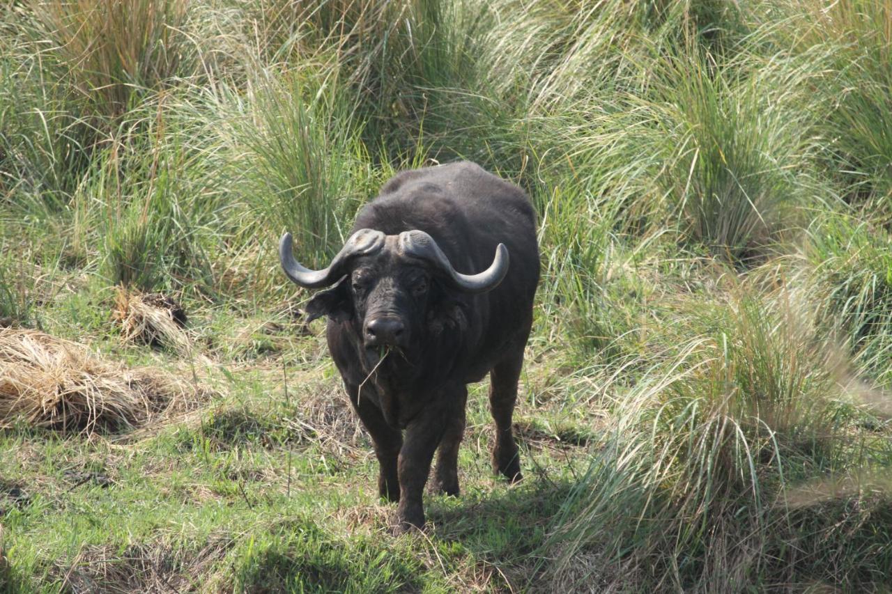 Inzalo Safari Lodge Welgevonden Vadrezervátum Kültér fotó