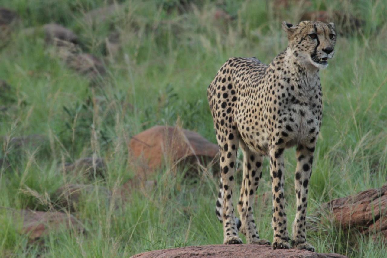 Inzalo Safari Lodge Welgevonden Vadrezervátum Kültér fotó